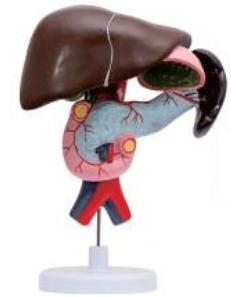 十二指腸、胰、脾解剖模型