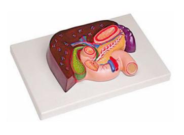 肝、胰、脾、十二指腸、胃模型